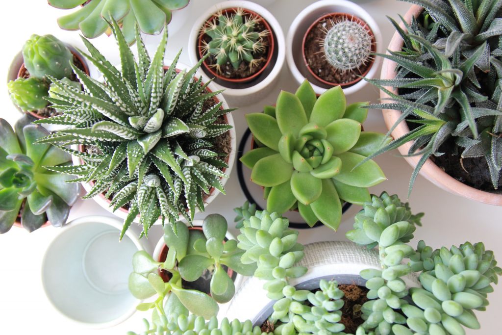 De voordelen van kunstplanten in de woonkamer